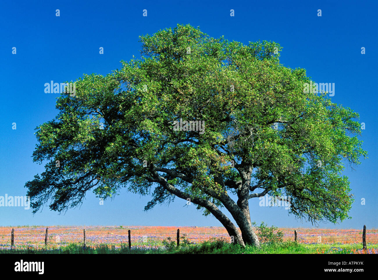 Solitary Live Oak Tree on Fence Row with Field of Blue Bonnets and ...