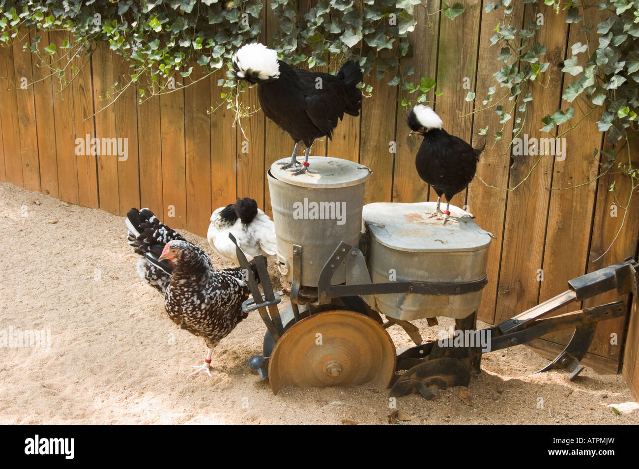 Chickens and roosters in barnyard on seed planter. Stock Photo