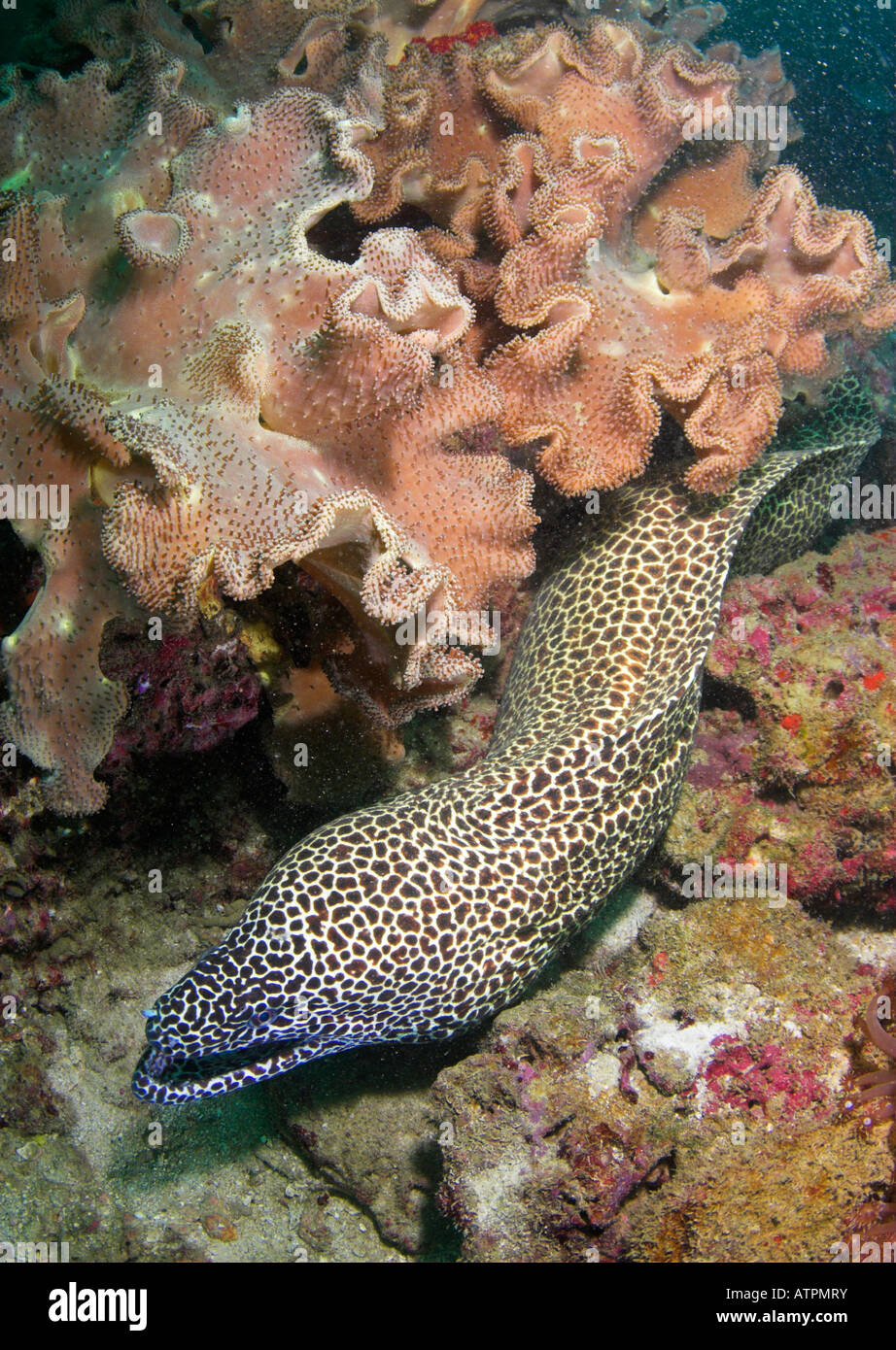 Honeycombe moray eel Gymnothorax favagineus under Soft coral Sarcophyton sp Daymaniyat Islands Gulf of Oman Stock Photo