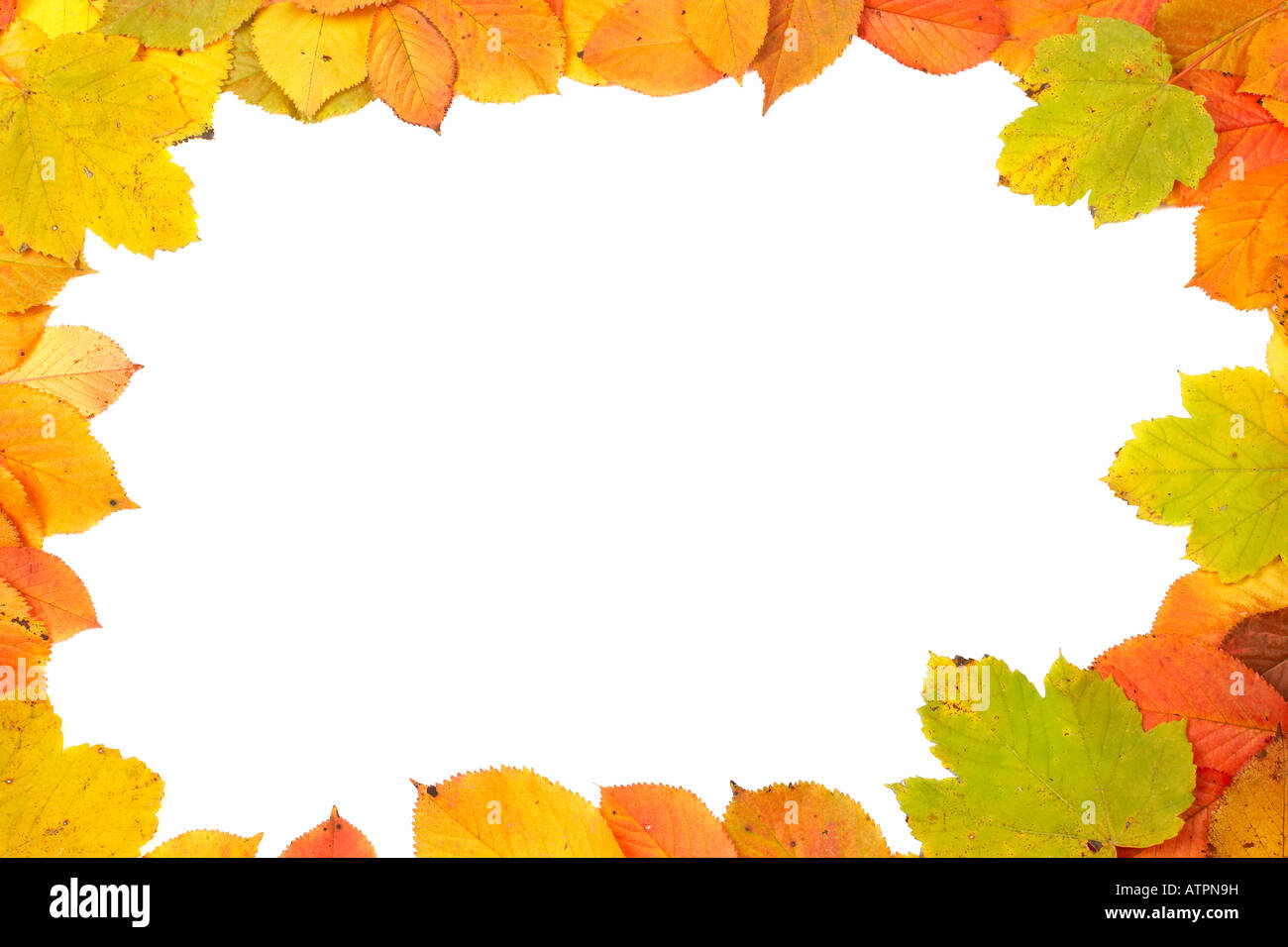 Colorful autumn frame made of leaves on white background Stock Photo ...