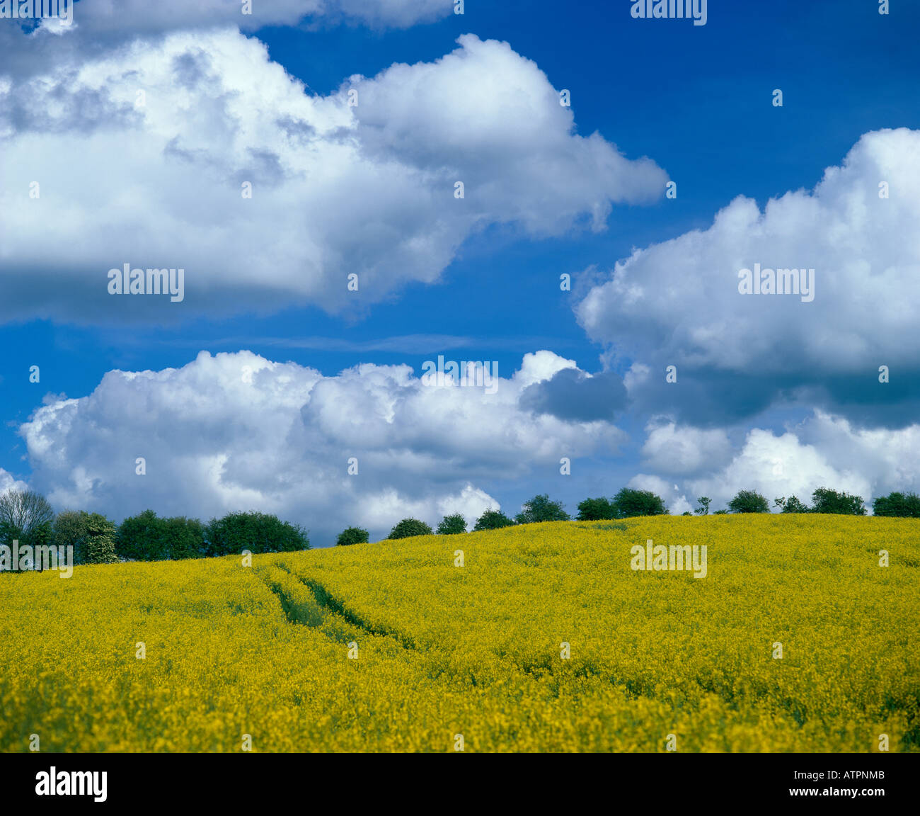Oil seed rape field Bedfordshire England UK Stock Photo - Alamy