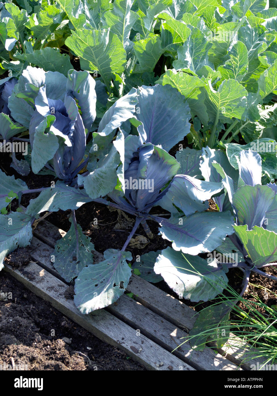 Red cabbage (Brassica oleracea var. capitata f. rubra) and cauliflower (Brassica oleracea var. botrytis) Stock Photo