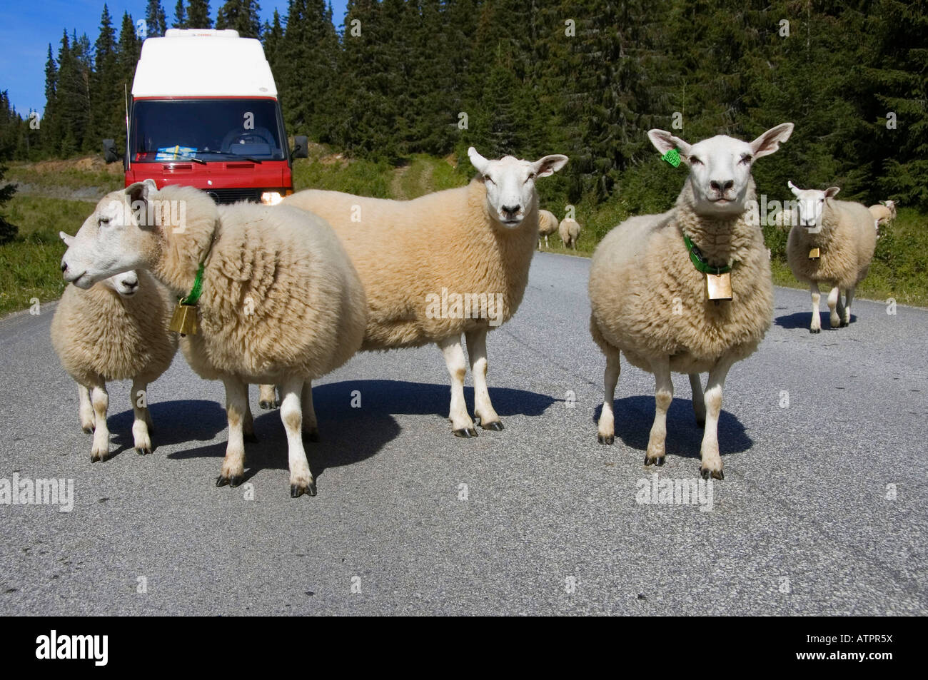 Sheep Stock Photo