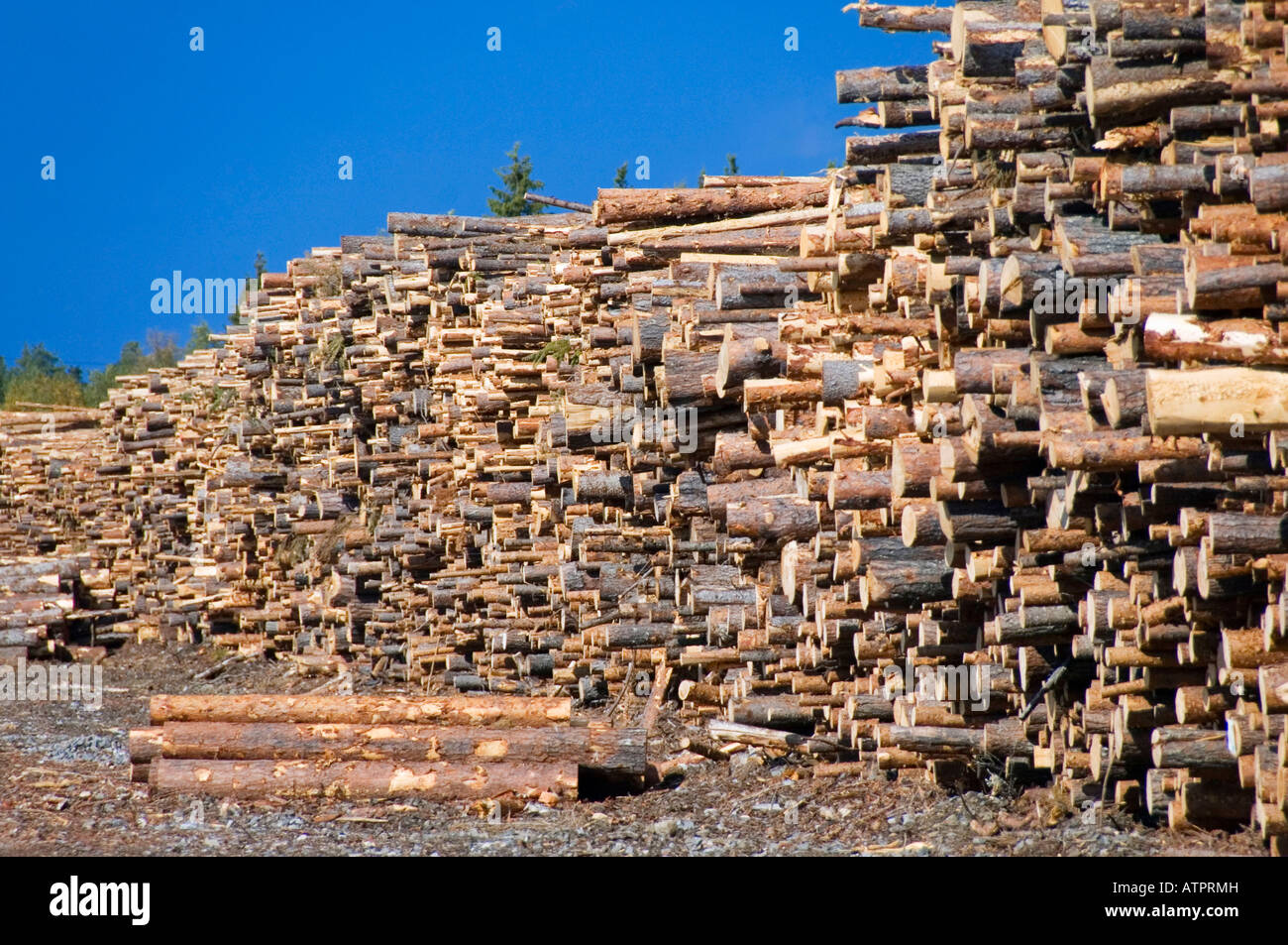 Stack of wood / Kolari Stock Photo