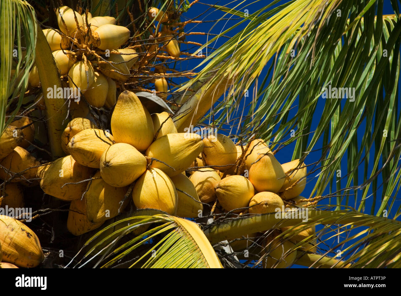 Coconut Palm Stock Photo