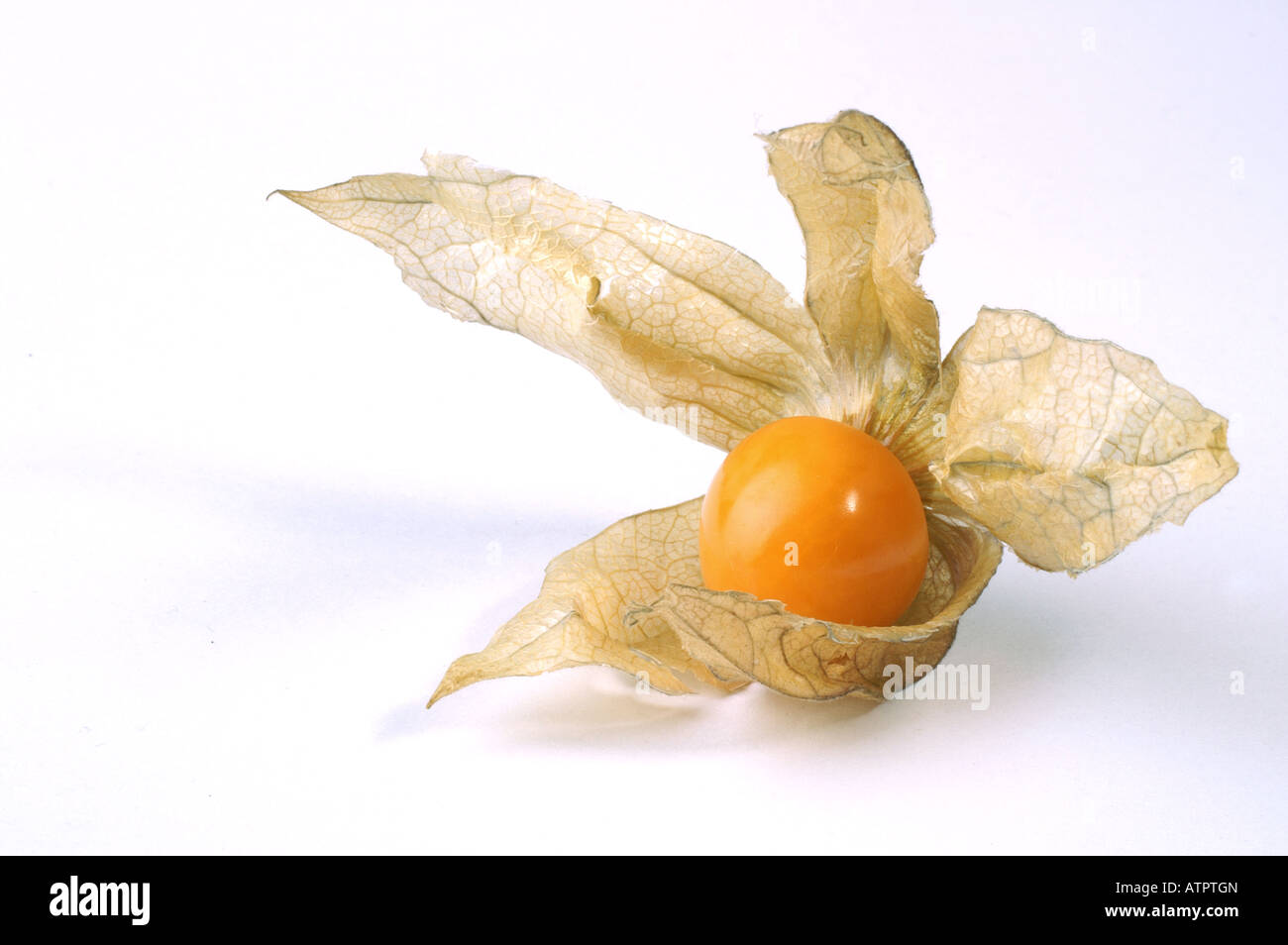 Close up of physalis 'Cape Gooseberry' / Physalis vor weißem Hintergrund Stock Photo