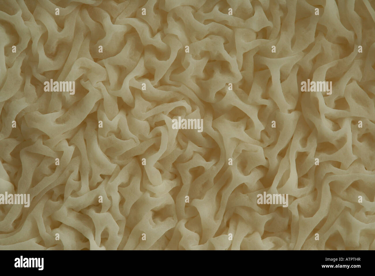 Acidophyllic mold growing on the surface of a weak pickle brine Stock