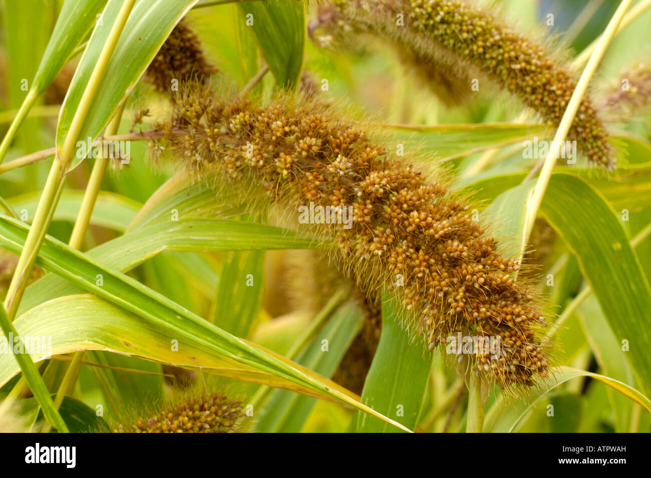 Foxtail millet setaria italica hi-res stock photography and images - Alamy