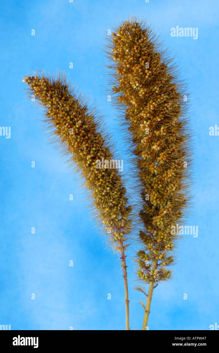 Foxtail millet setaria italica hi-res stock photography and images - Alamy