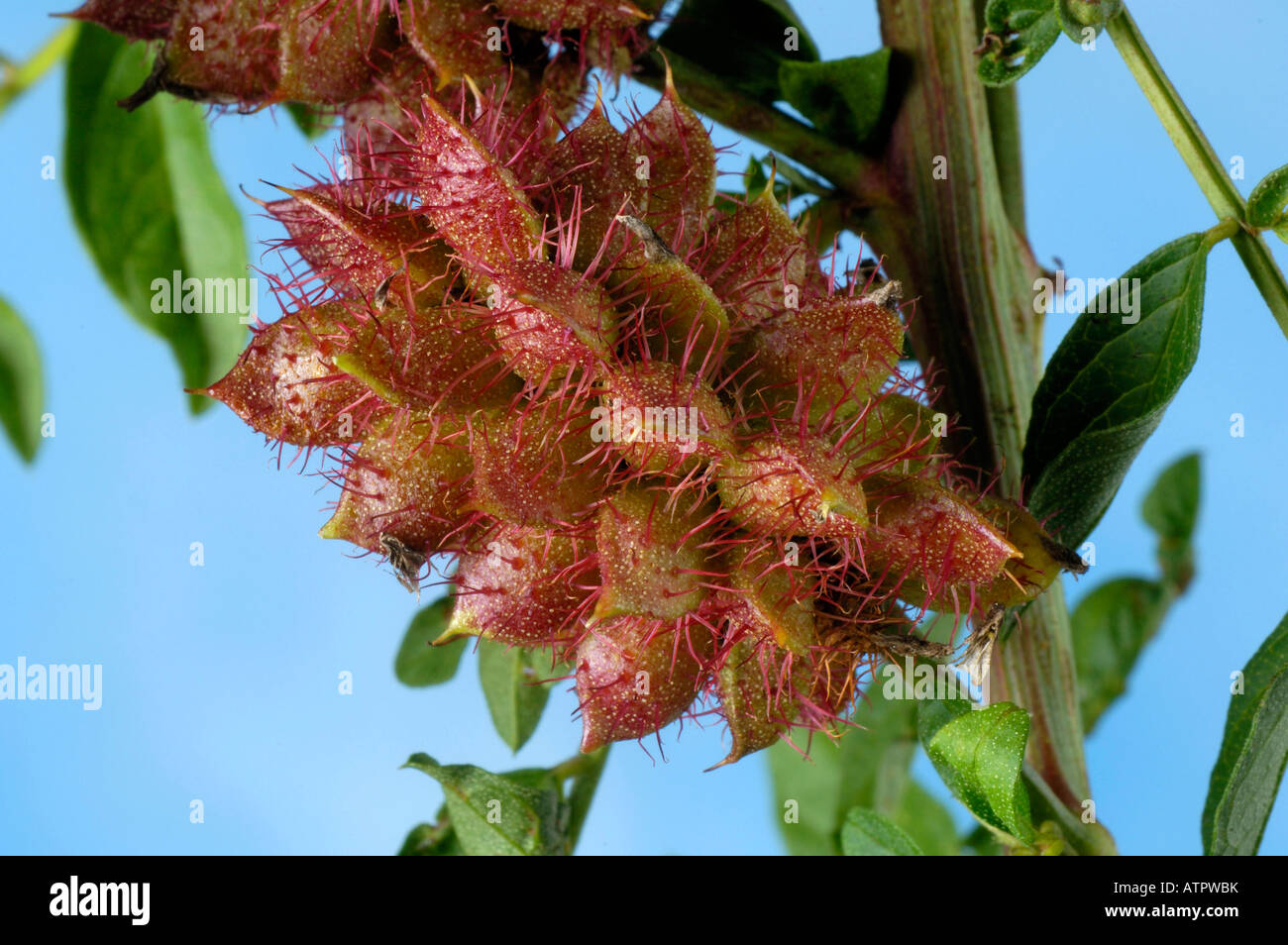 Солодка плод. Glycyrrhiza lepidota. Солодка плод. Солодка щетинистая — glycyrrhiza echinata l. Солодка щетинистая — glycyrrhiza echinata l.