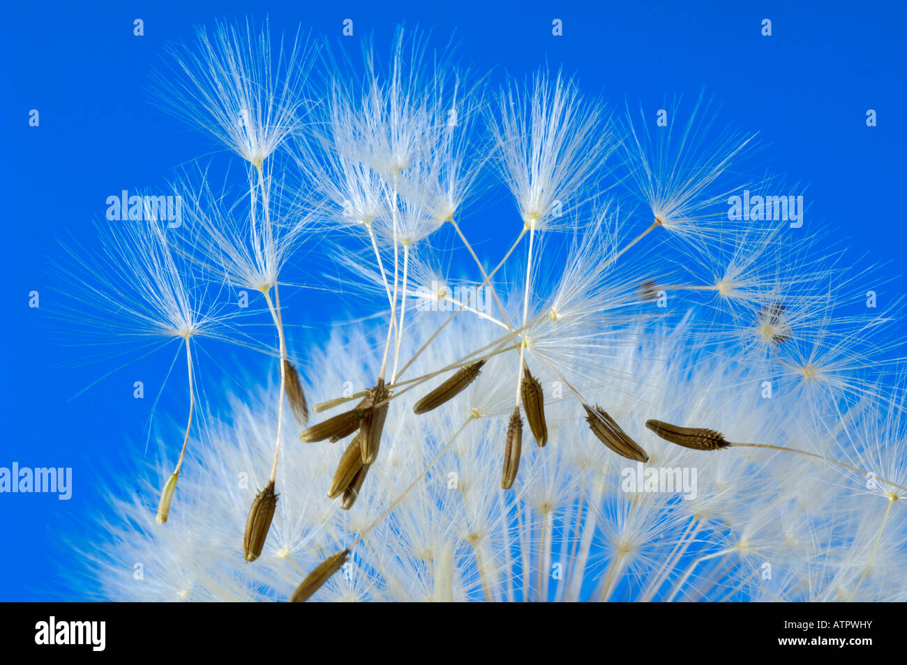Seed cut out dandelion hi-res stock photography and images - Alamy