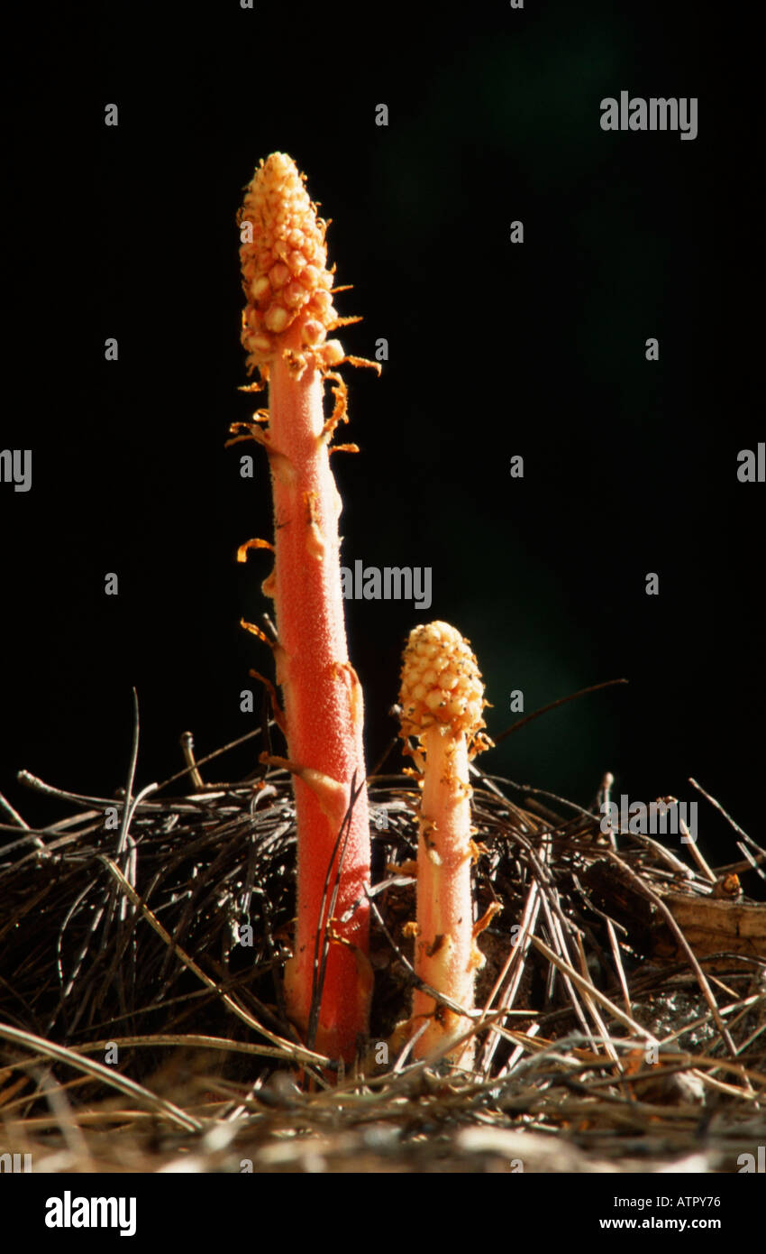 Pinedrops Stock Photo