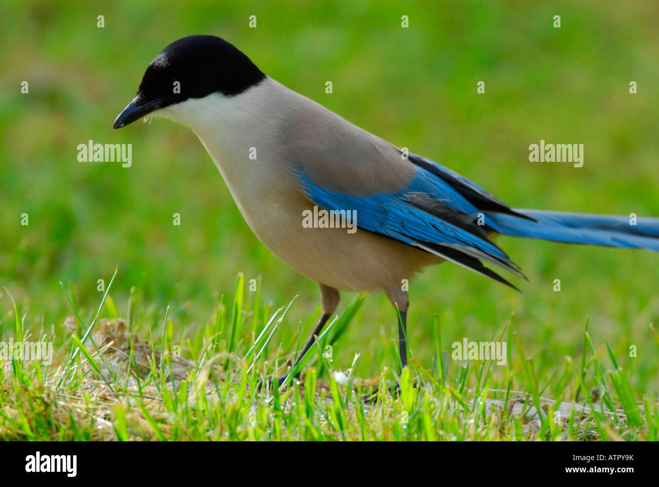 Azure-winged Magpie Stock Photo