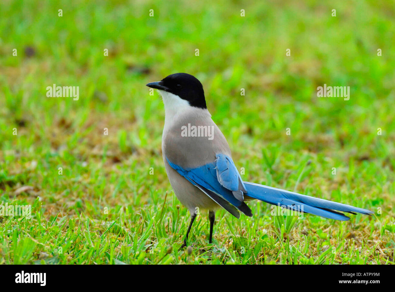 Azure-winged Magpie Stock Photo
