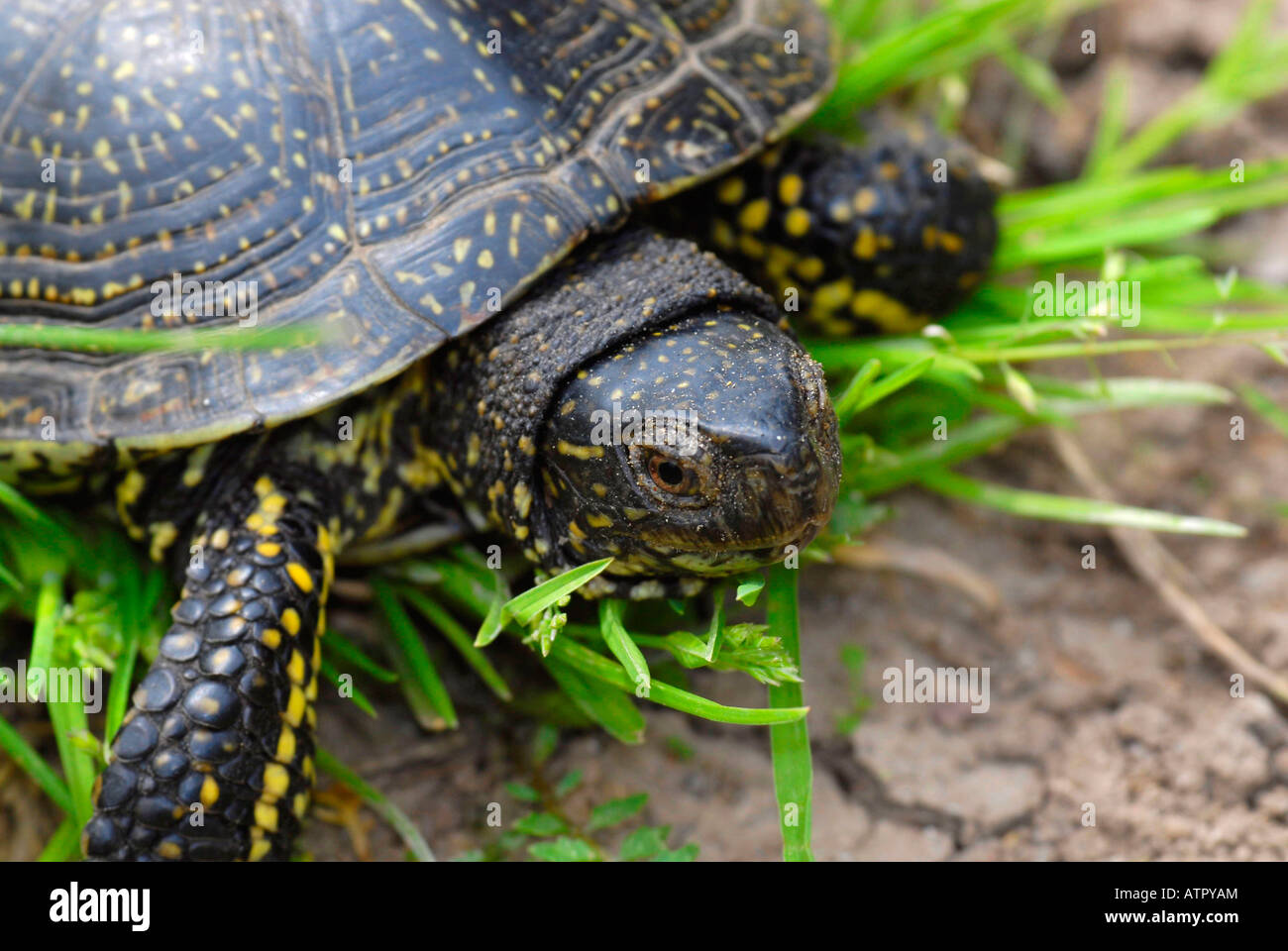 European Pond Turtle Stock Photo - Alamy