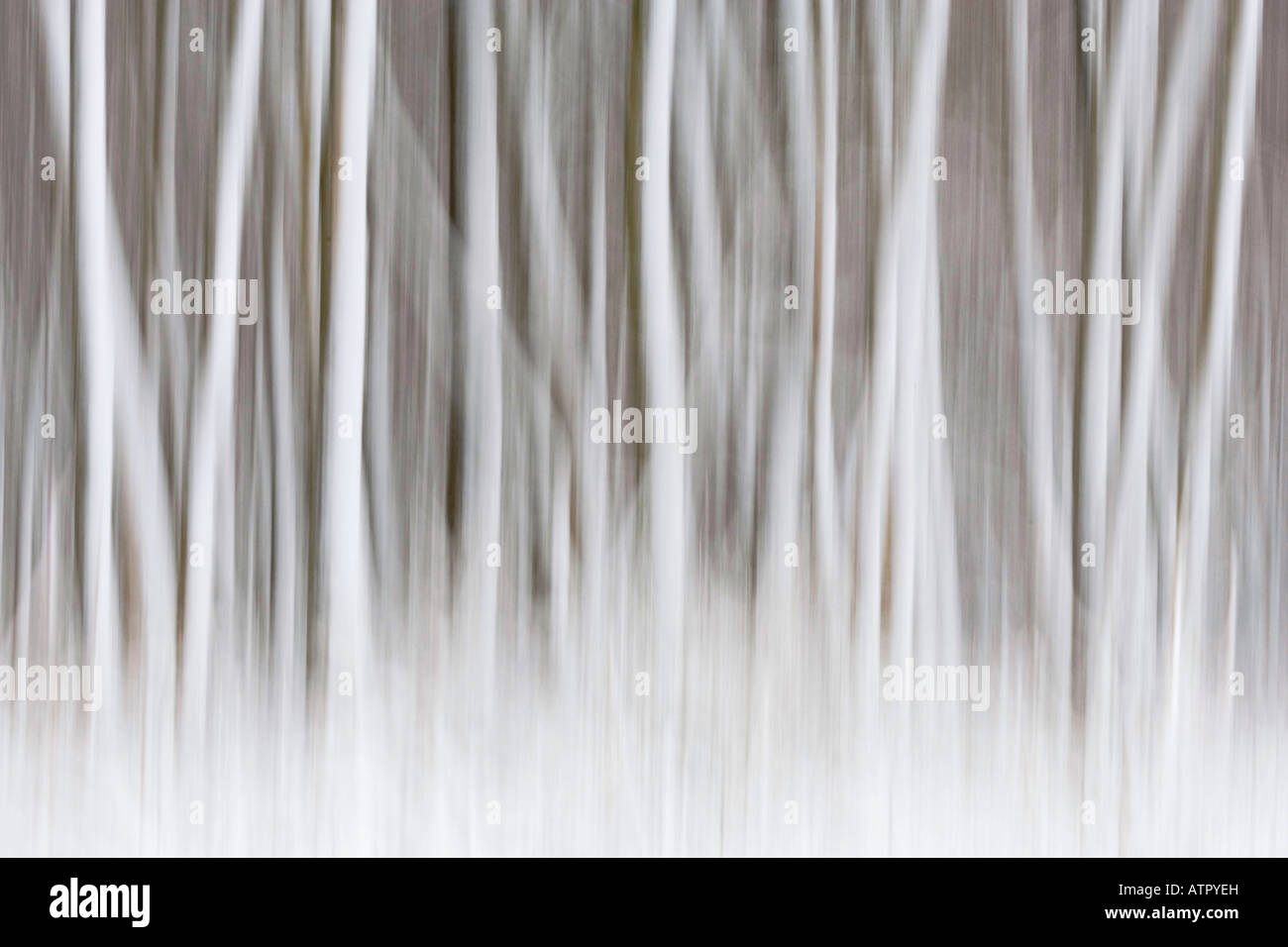 Trees in snow Stock Photo