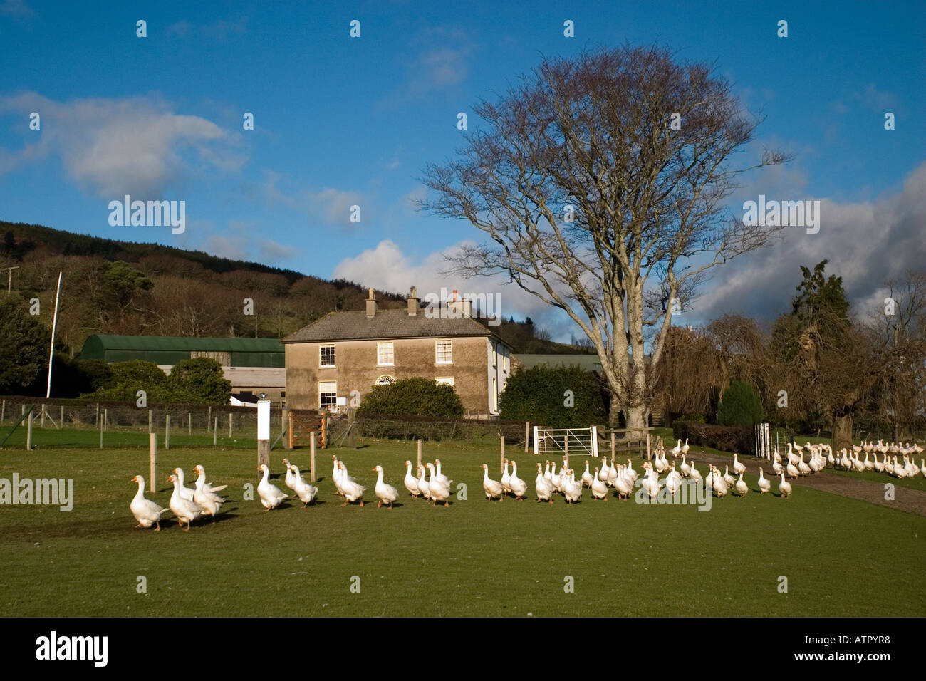 procession of white geese in front of rural farm and outbuildings with tall tree against bright blue sky with clouds Stock Photo