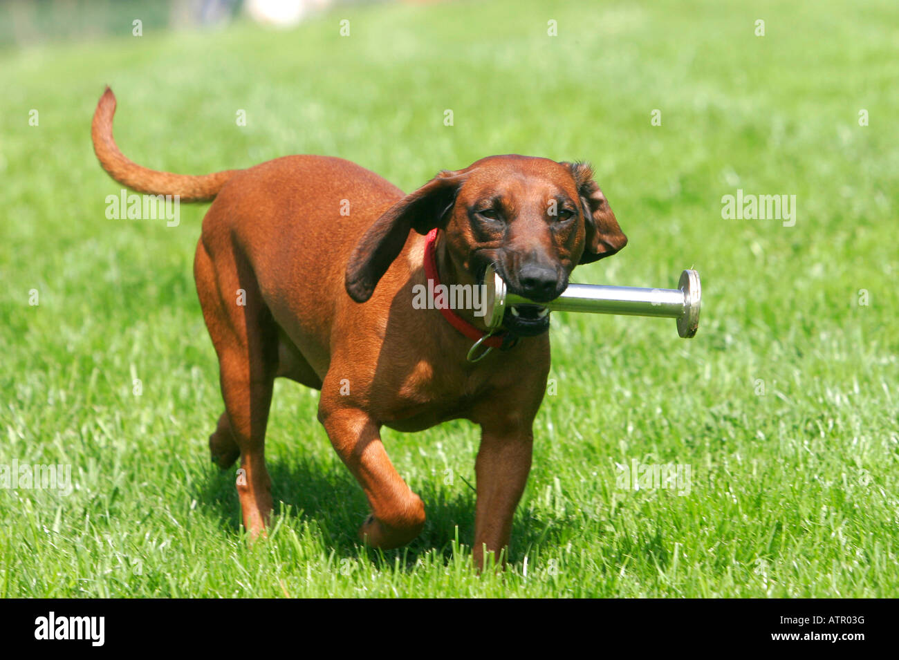 bavarian mountain scent hound for sale