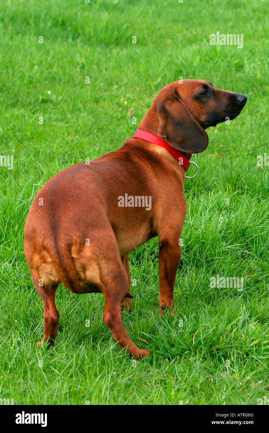 Bavarian Mountain Scenthound Stock Photo Alamy