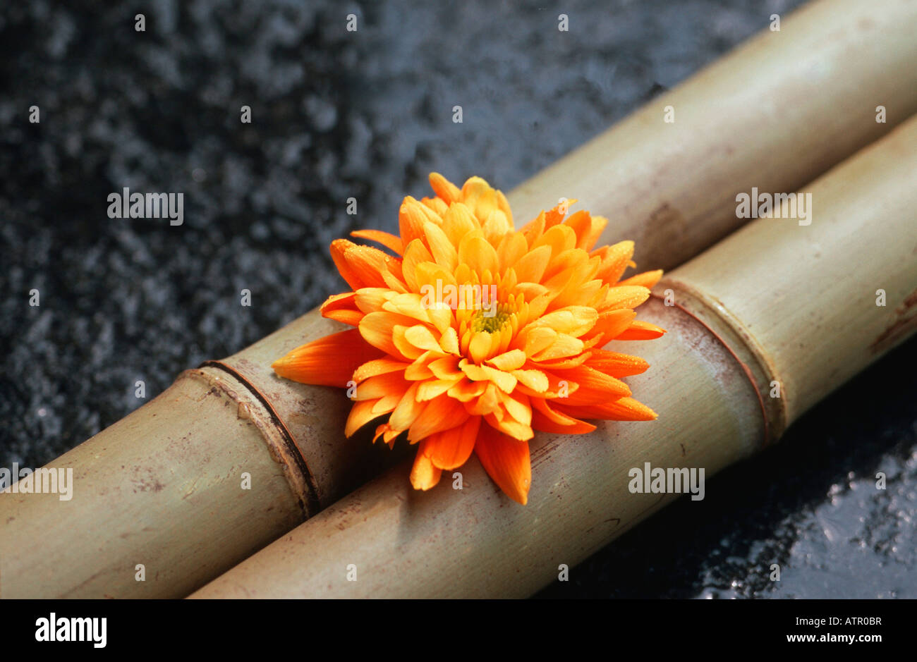 Chrysanthemum indicum hybride hi-res stock photography and images - Alamy