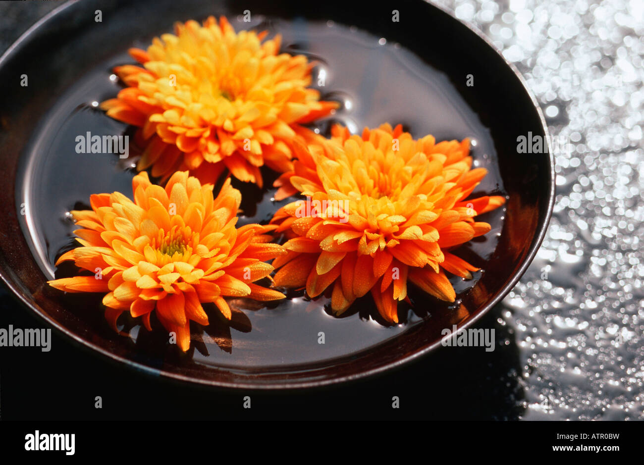 Chrysanthemum indicum hybride hi-res stock photography and images - Alamy