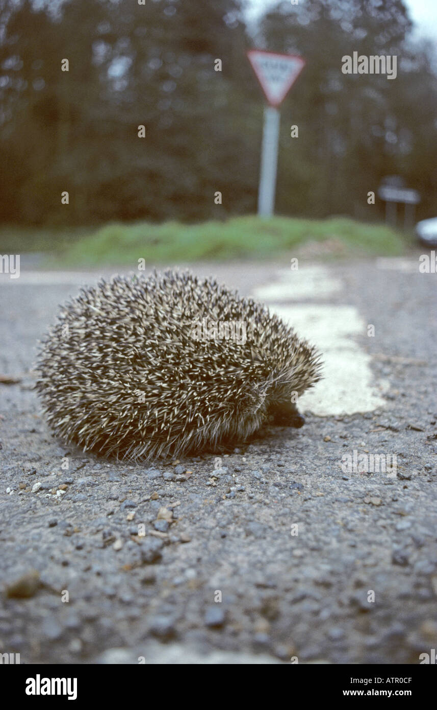 Hedgehog crossing road Norfolk UK Stock Photo Alamy