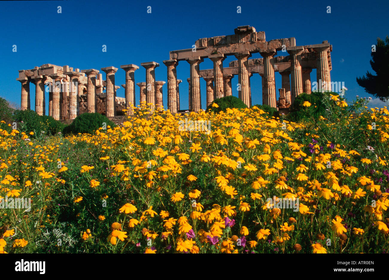 Temple of Selinunte Stock Photo - Alamy