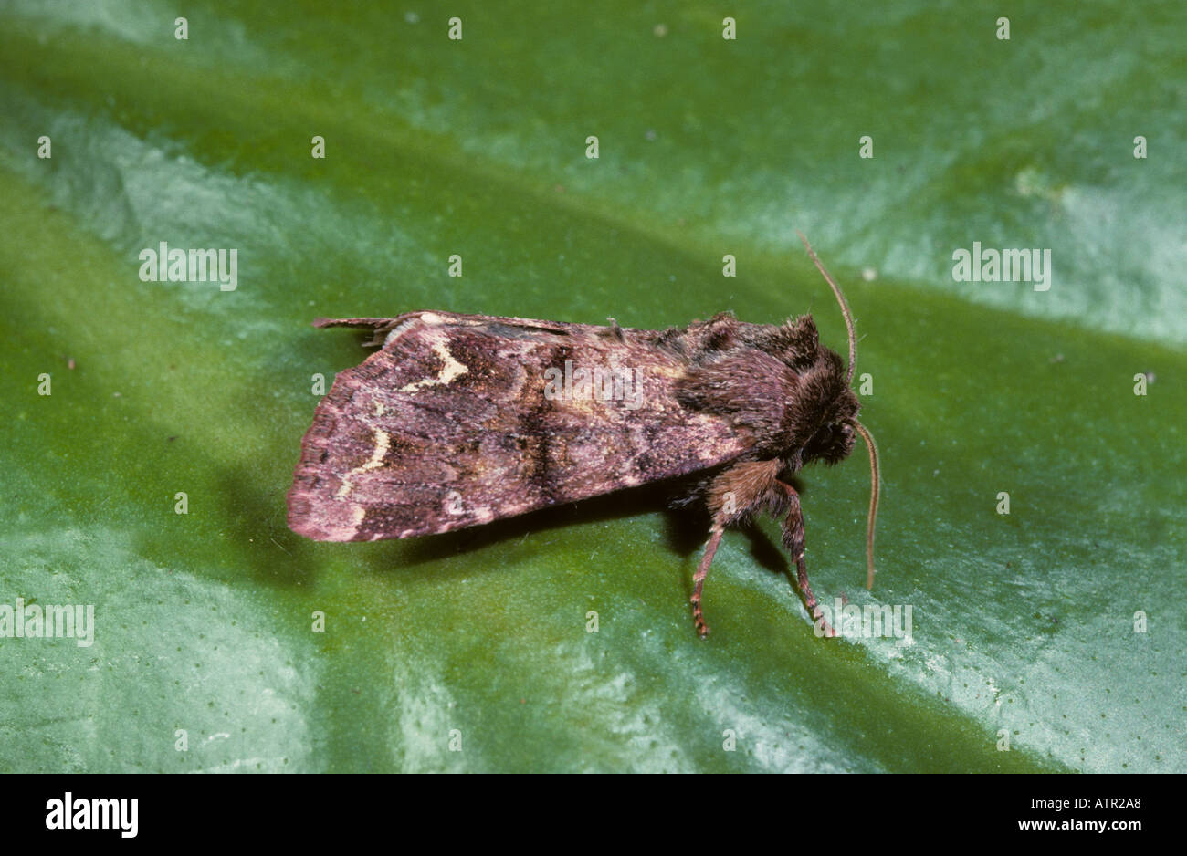 Moth Broom moth Stock Photo