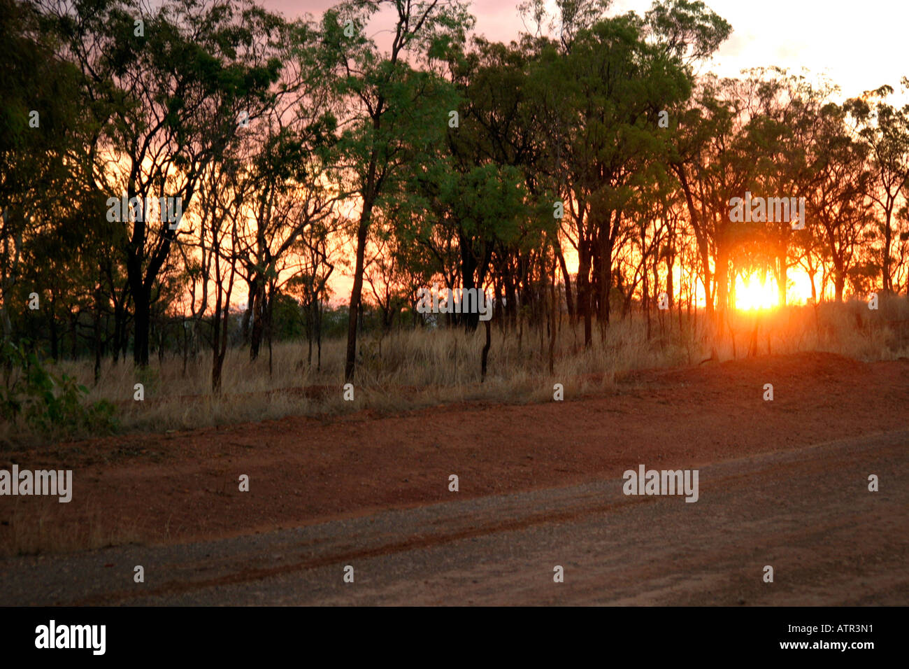 Dirt road sunset eucalyptus trees hi-res stock photography and images ...