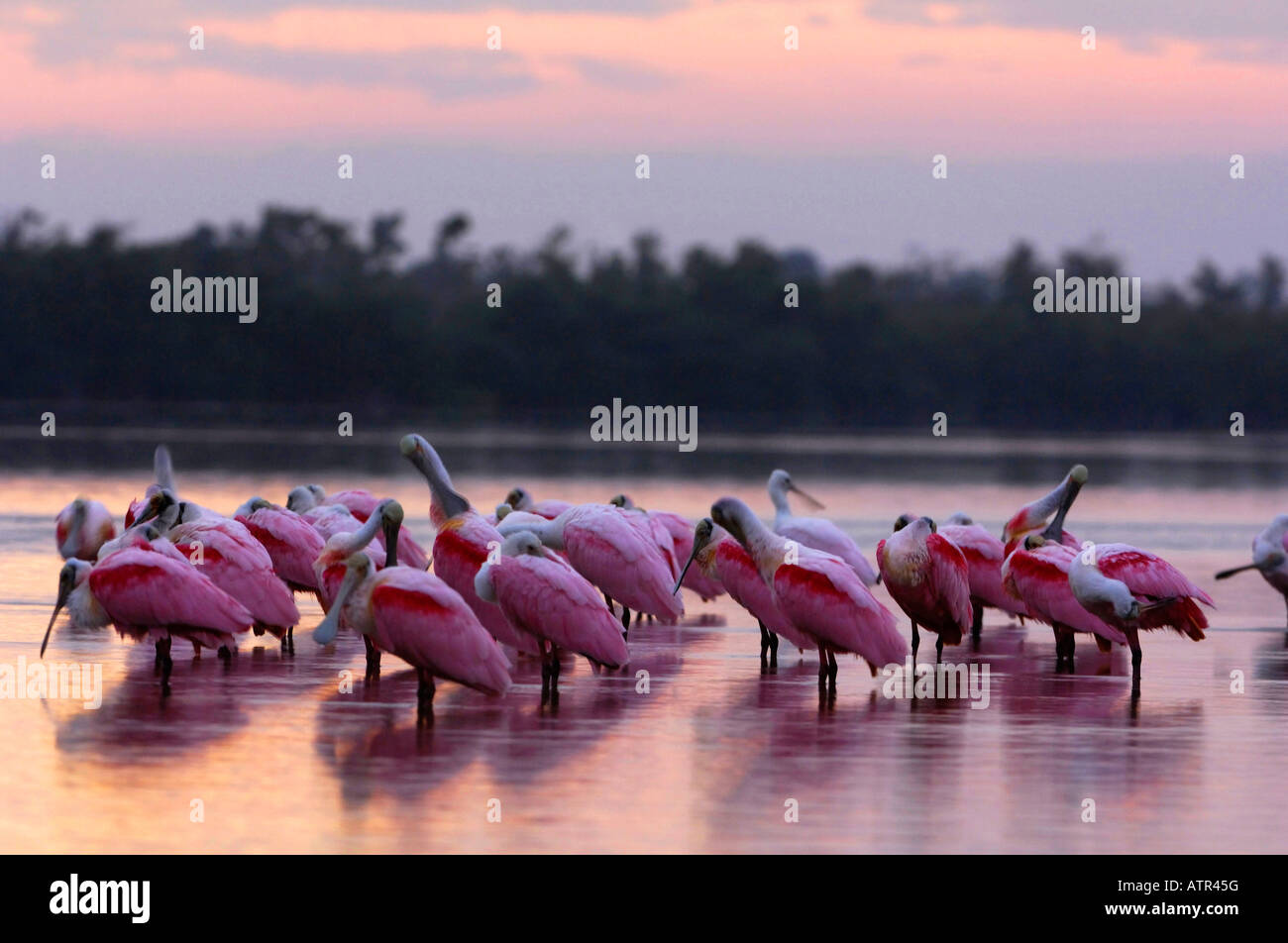Spoonbill hi-res stock photography and images - Alamy