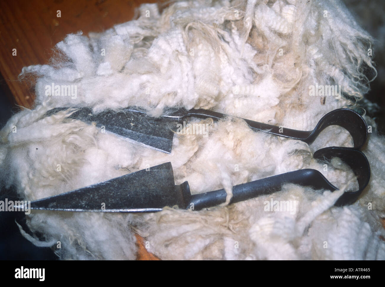 Hand Shears used for Sheep Shearing Over 100 Years Old Agriculture