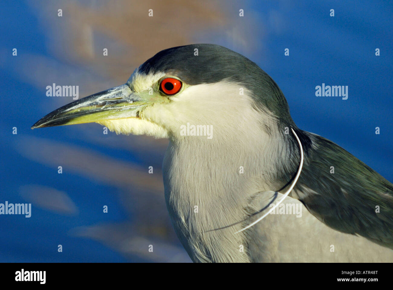 Black-crowned Night Heron Stock Photo