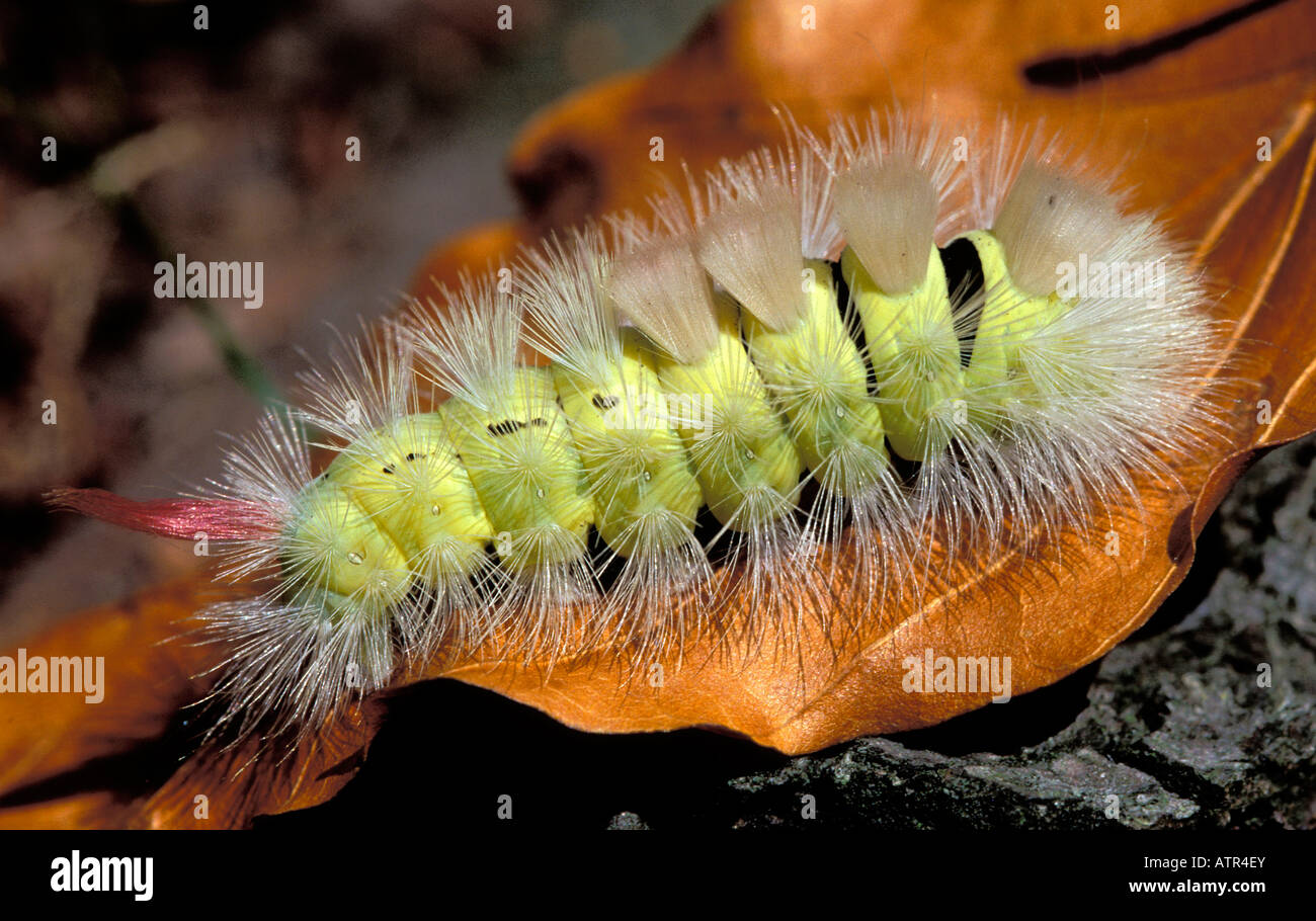 Pale Tussock Stock Photo
