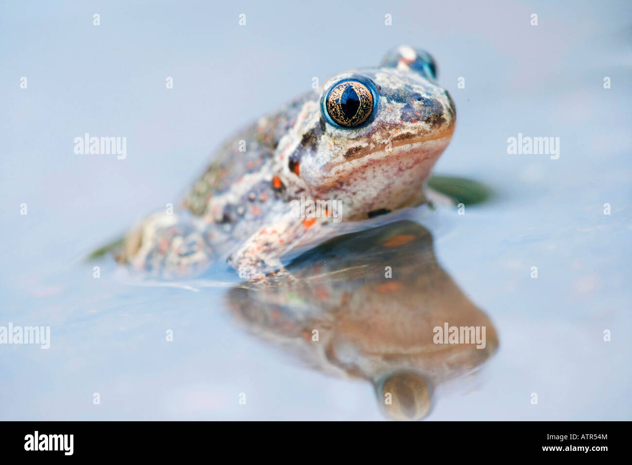 Common Spade Foot Stock Photo Alamy