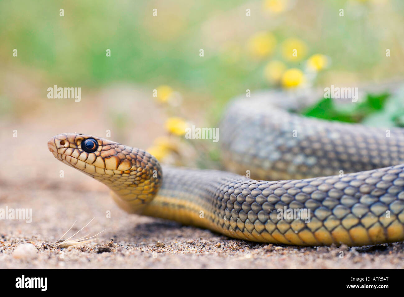 Large Whip Snake Stock Photo Alamy