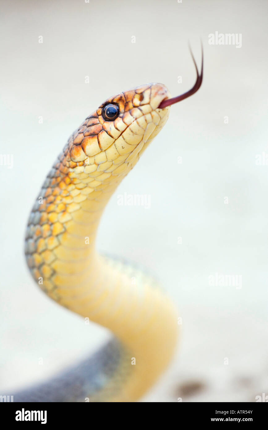 Large Whip Snake Stock Photo Alamy