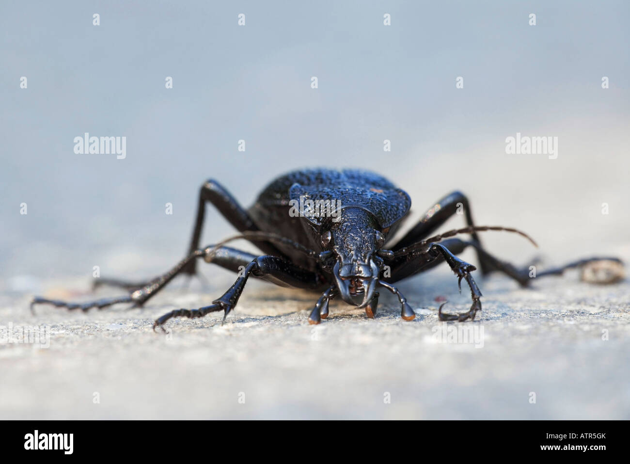 Ground Beetle Stock Photo