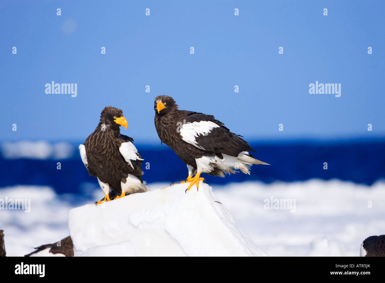 Steller's Sea Eagle Stock Photo - Alamy