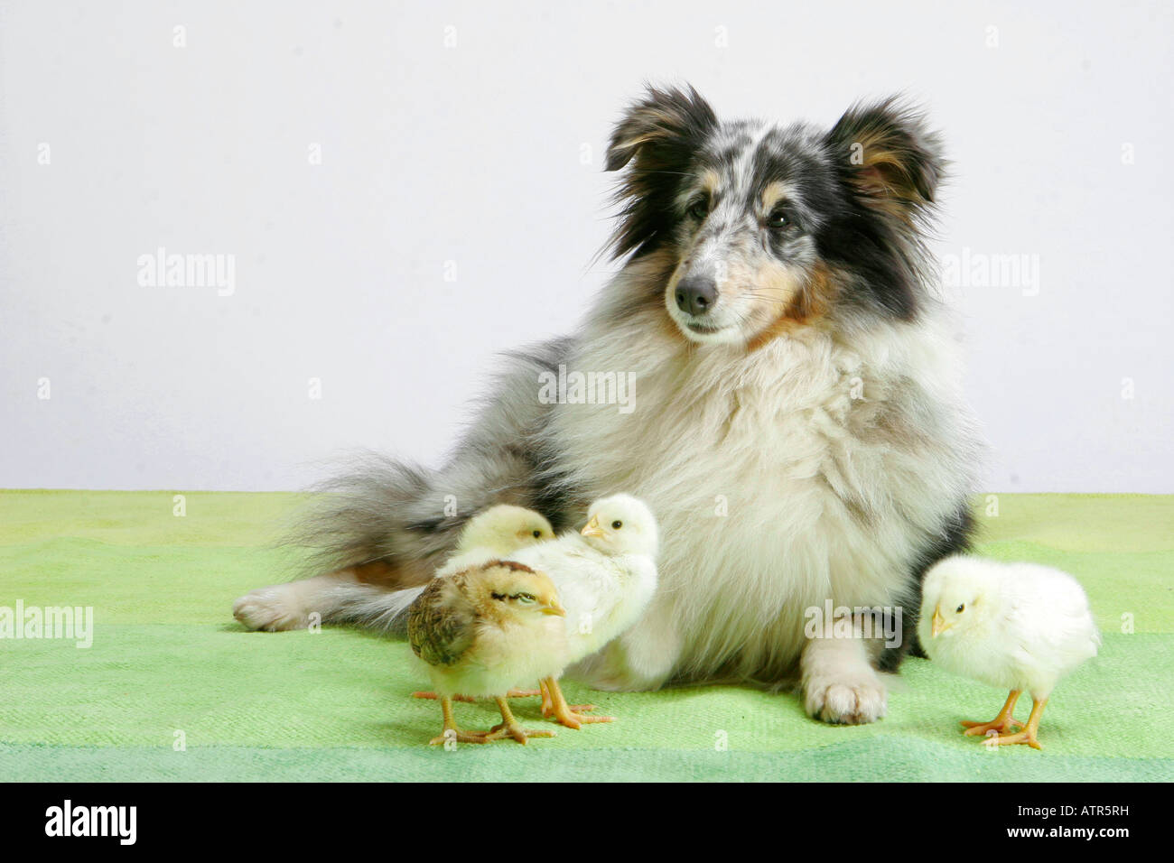 Domestic Fowl and Sheltie Stock Photo