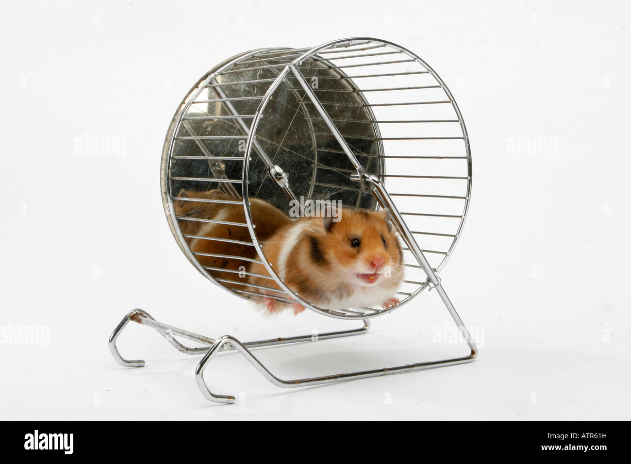 Golden Hamster Stock Photo