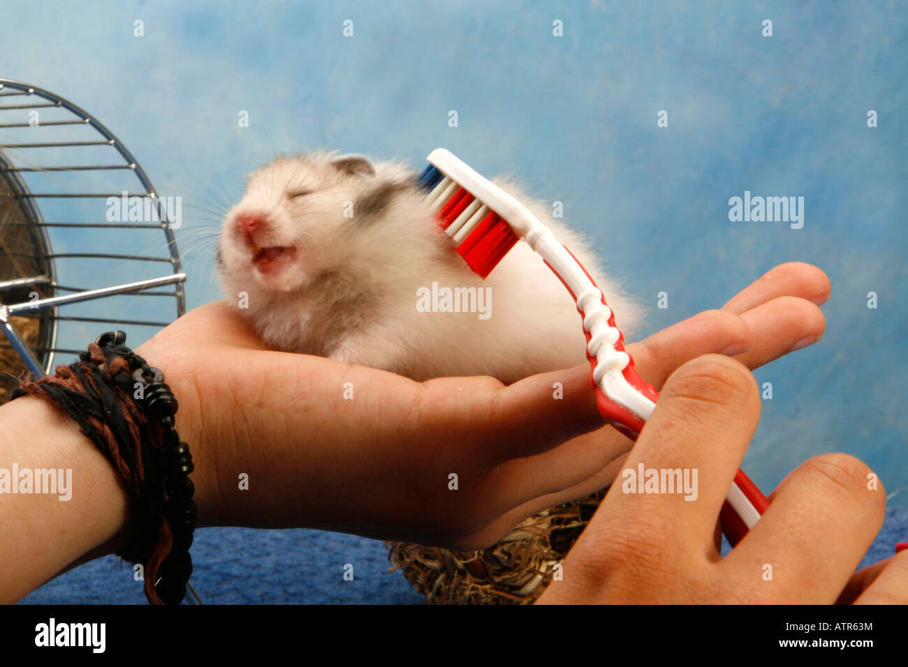 Golden Hamster Stock Photo