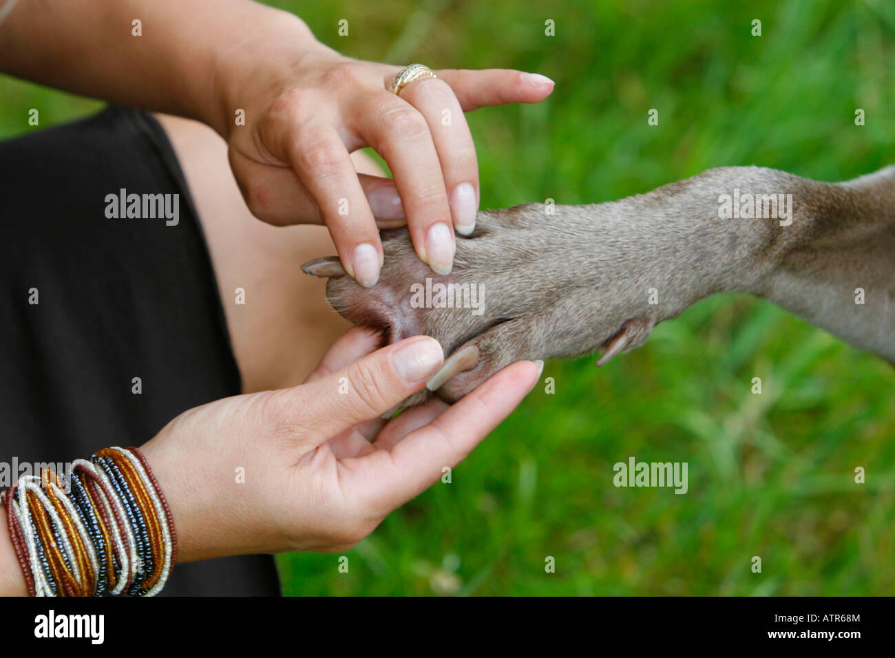 Paw of Weimaraner Stock Photo