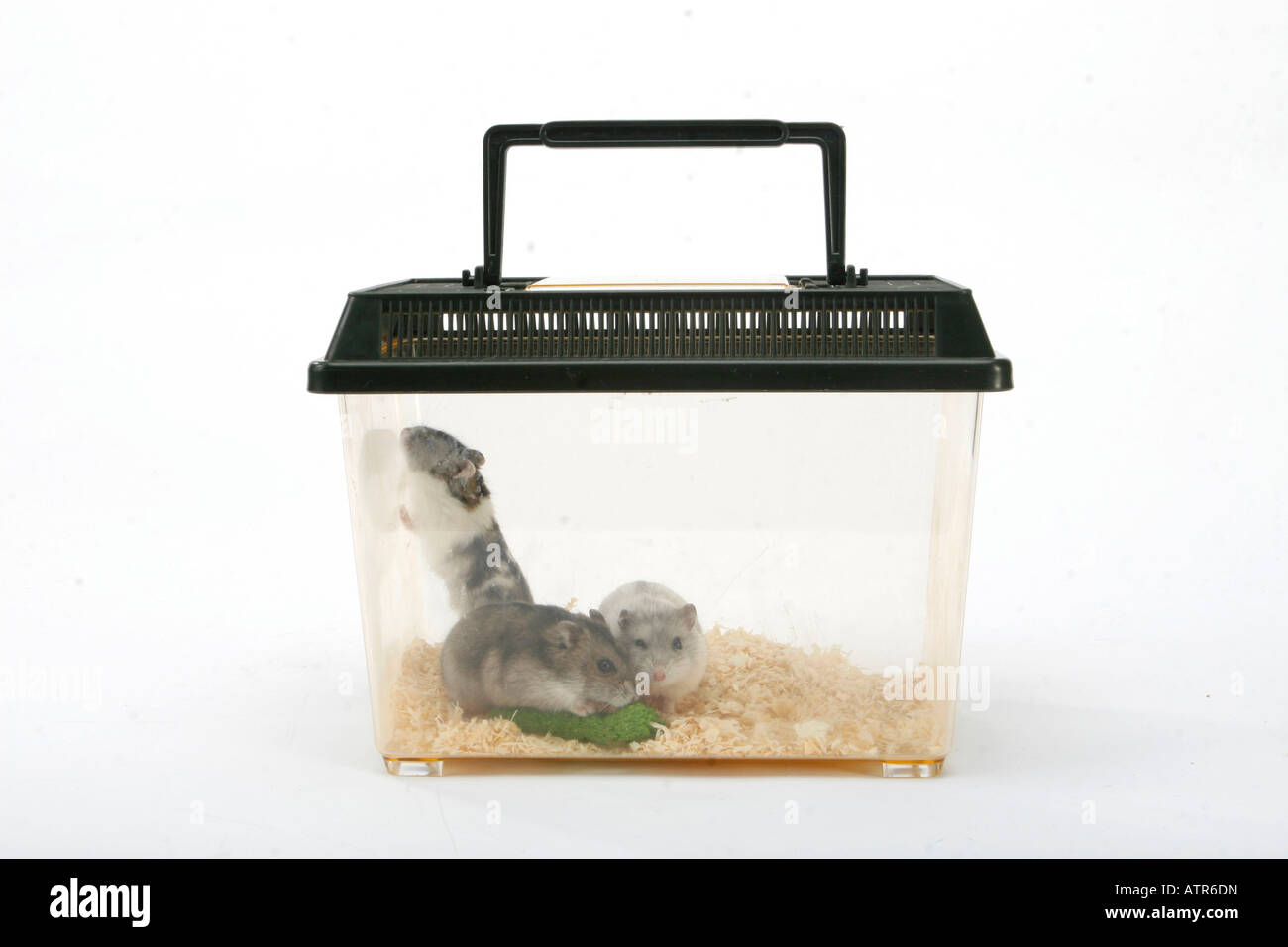 Image showcasing Russian Dwarf Hamster Stock Photo - Alamy