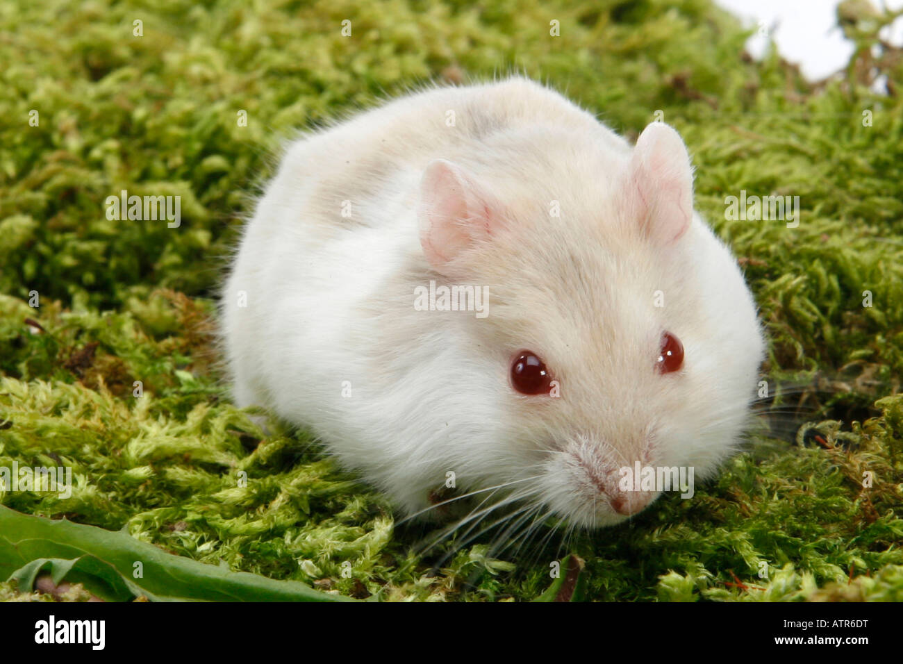 Russian Dwarf Hamster Stock Photo Alamy
