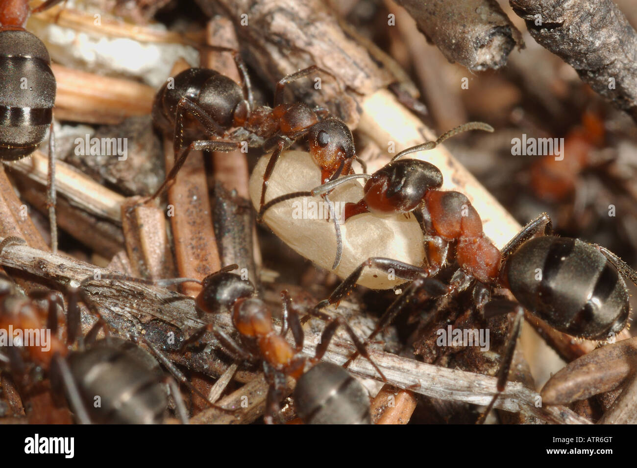 formica Formica rufa ants nymph pupa formicaio Hymenoptera Valnoney Cogne Parco Nazionale Gran Paradiso Valle d Aosta Italia Ita Stock Photo