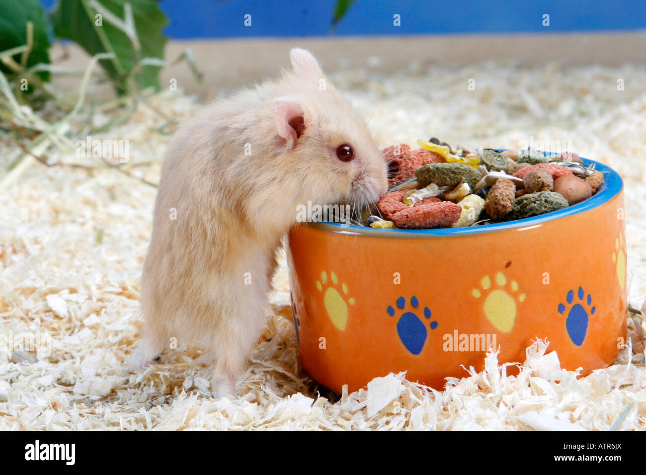Campbell's Dwarf Hamster Stock Photo Alamy