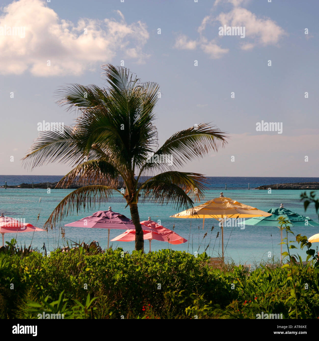 Beach umbrellas and a palm tree Stock Photo Alamy
