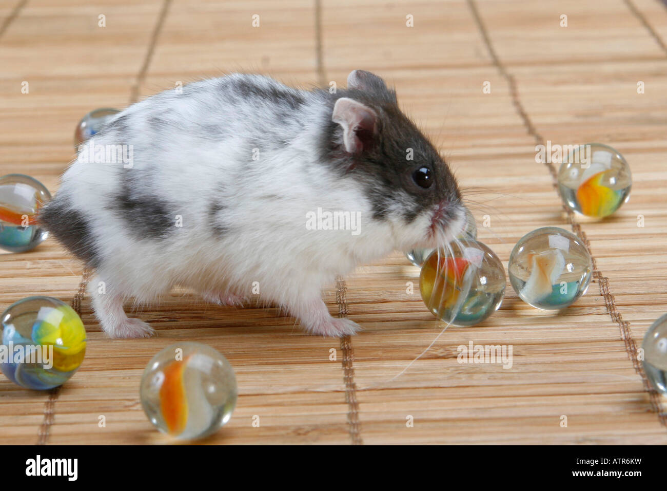 Campbell's Dwarf Hamster Stock Photo Alamy