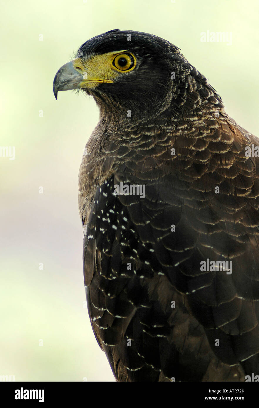 Crested Serpent Eagle Stock Photo - Alamy