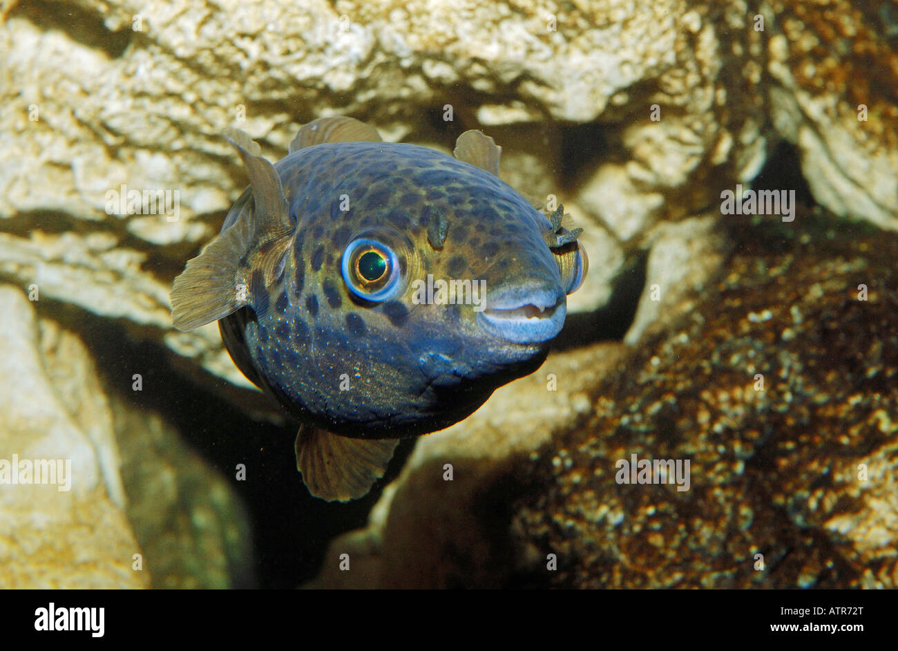 Spotted Green Pufferfish Stock Photo